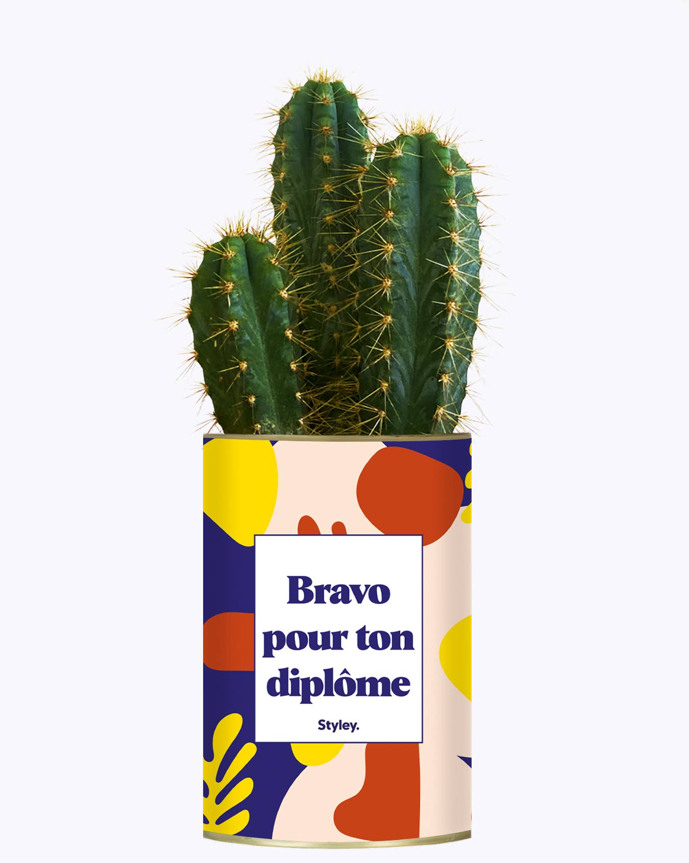 Plante Bravo pour ton diplôme