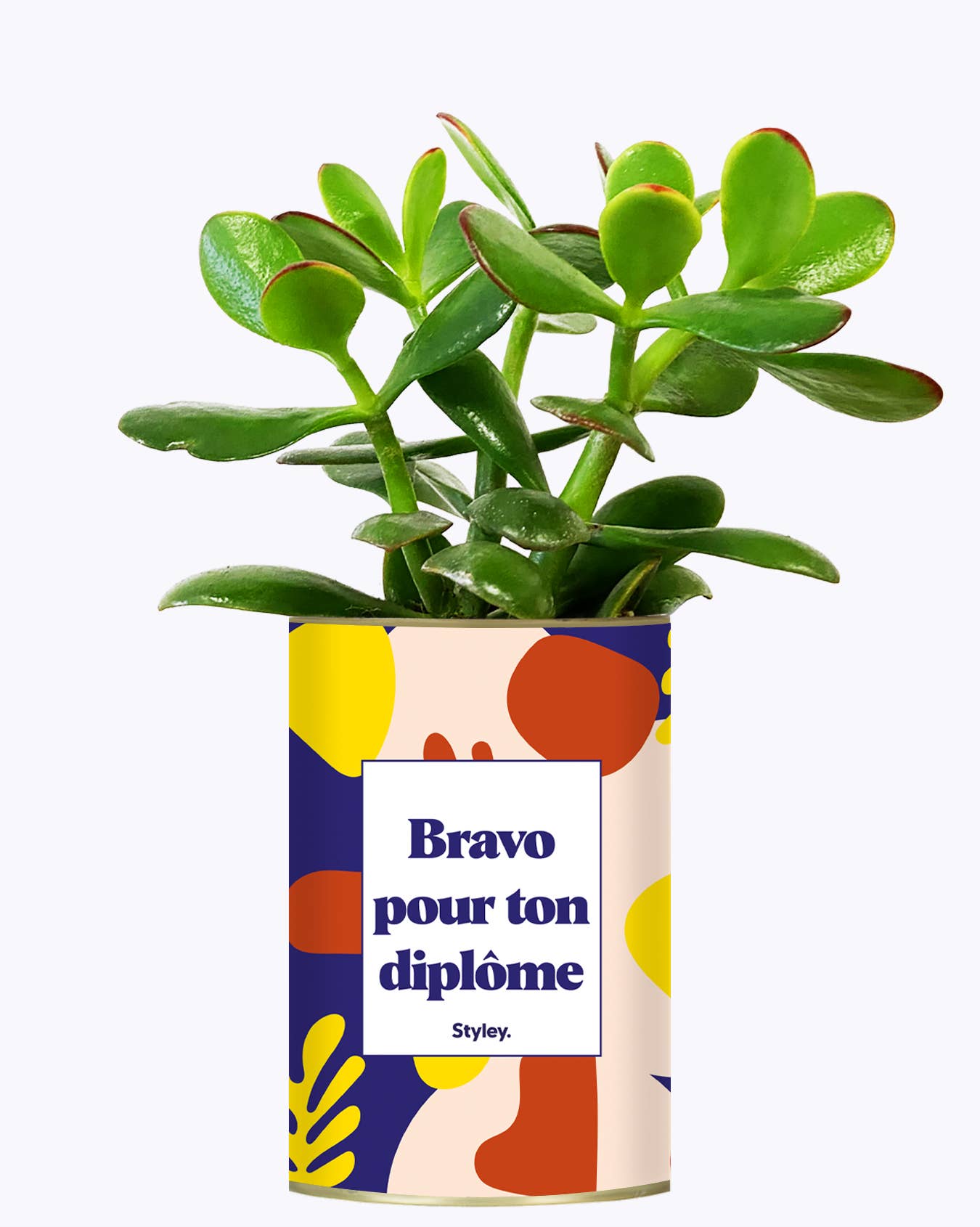 Plante Bravo pour ton diplôme