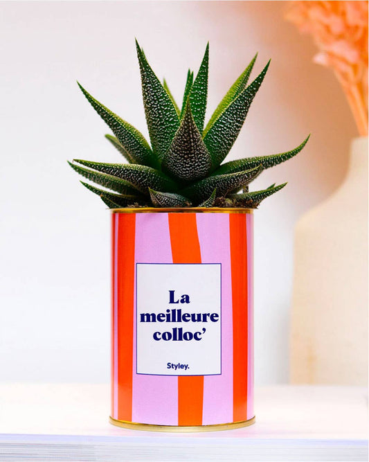 Plante La meilleure colloc'